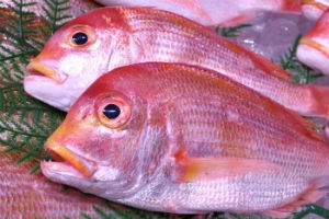 南知多産　レンコ鯛1尾（~14：00までの限定販売、即発送！）