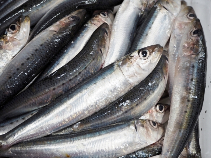 しこの露　いわし魚醤