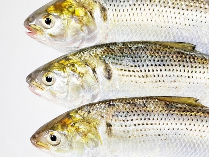 南知多産　コノシロ（~14：00までの限定販売、即発送！）