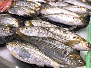 南知多産　コノシロ（~14：00までの限定販売、即発送！）