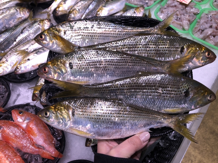 南知多産　コノシロ（~14：00までの限定販売、当日発送！）