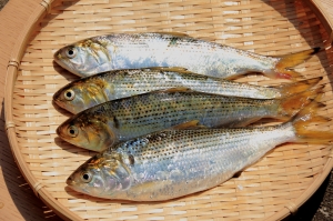 南知多産　コノシロ（~14：00までの限定販売、当日発送！）