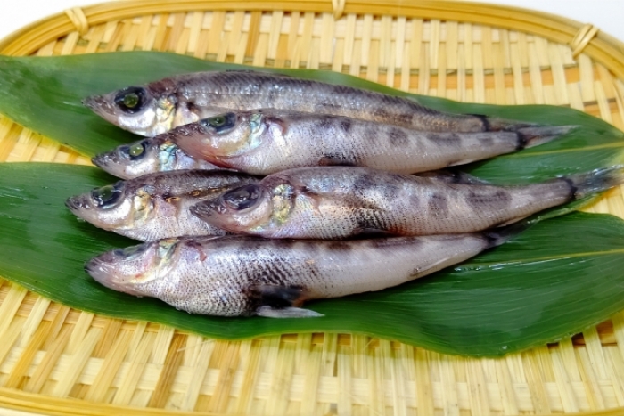 南知多産メヒカリ　1かご（~14：00までの限定販売、即発送！）