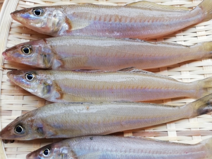 南知多産 白キス 14 00までの限定販売 即発送 知多の旬のお魚商品 知多半島の伊勢湾 三河湾の朝獲れの魚貝類 鮮魚から干物を直送する魚太郎の通販ページです