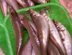 南知多産　白キス1カゴ　（~14：00までの限定販売、即発送！）