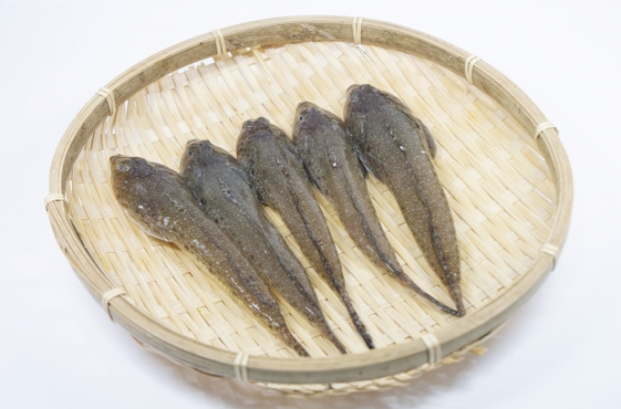 南知多産 メゴチ1かご(~14:00までの限定販売、当日発送!)