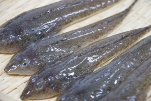 南知多産　メゴチ1かご（~14：00までの限定販売、当日発送！）
