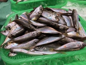 南知多産　豆あじ1かご　(~14：00までの限定販売、即発送！）