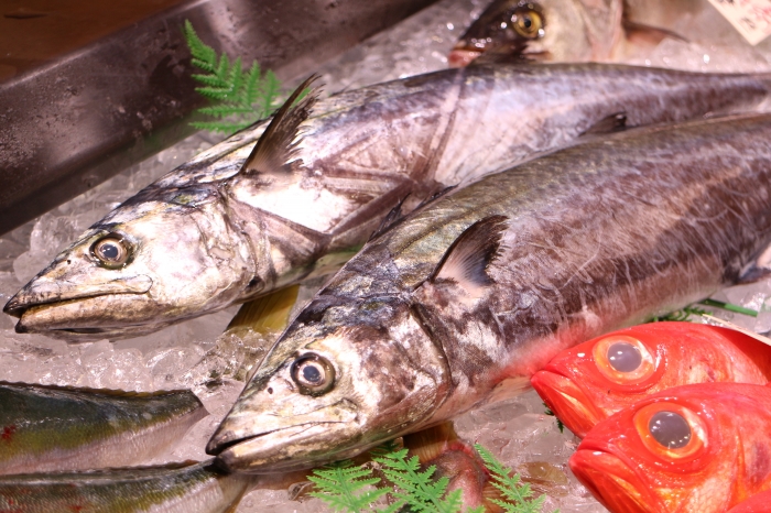 南知多産　サワラ（さごし）1尾（~14：00までの限定販売、即発送！）