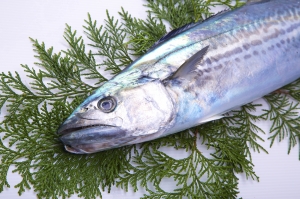 南知多産　サワラ1尾（~14：00までの限定販売、即発送！）
