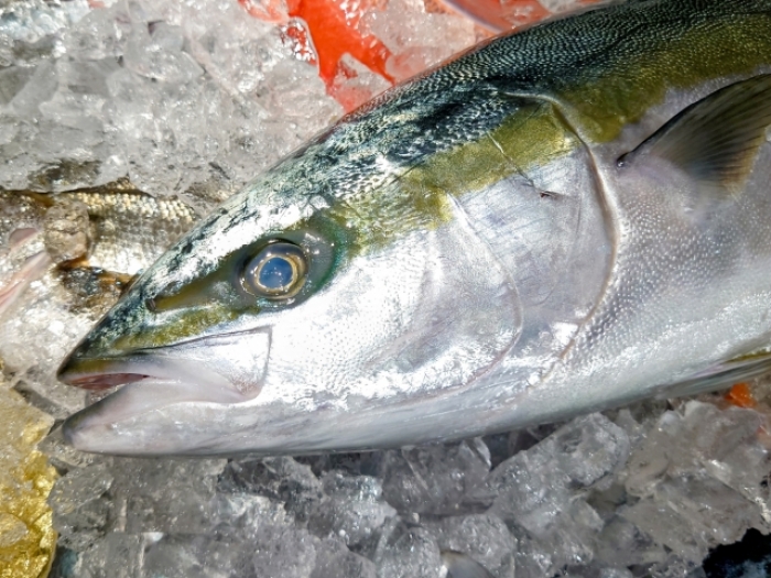 自家製　天然ブリみりん干し3枚