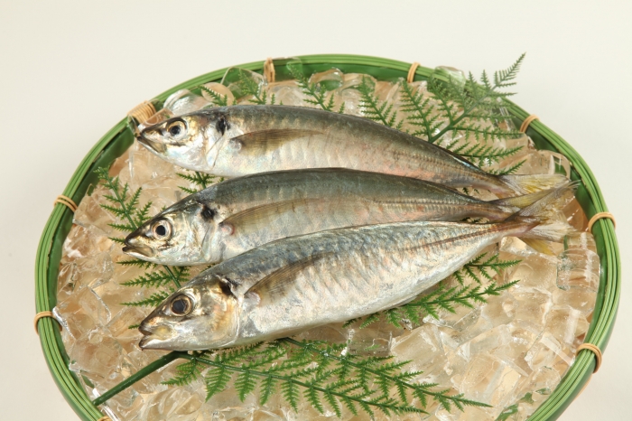 南知多産 真アジ1尾 (~14:00までの限定販売、即発送!)