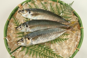 南知多産　真アジ1尾　(~14：00までの限定販売、即発送！）