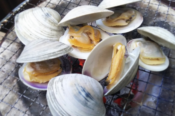 活 ホンビノス貝 600g 貝類 知多半島の伊勢湾 三河湾の朝獲れの魚貝類 鮮魚から干物を直送する魚太郎の通販ページです 活 ホンビノス貝 600g 貝類 知多半島の伊勢湾 三河湾の朝獲れの魚貝類 鮮魚から干物を直送する魚太郎の通販ページです
