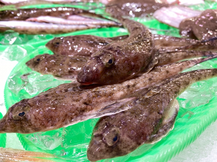 南知多産　メゴチ