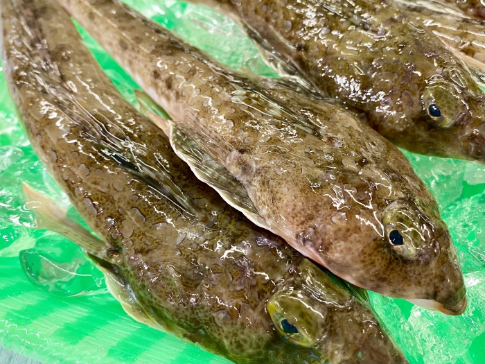 南知多産　メゴチ