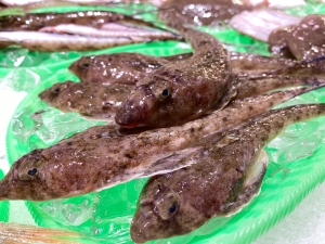 南知多産　メゴチ