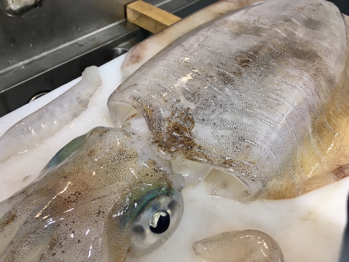 南知多産 アオリイカ1杯