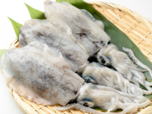 南知多産　アオリイカ１杯