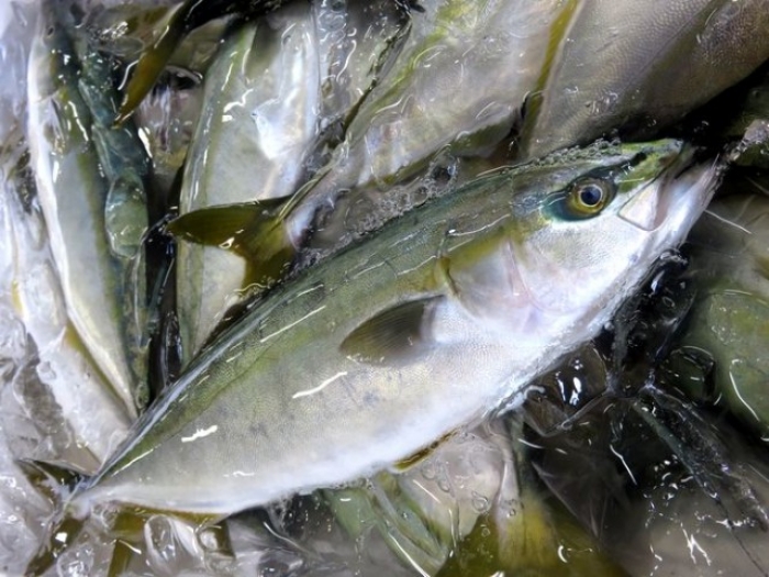 【全国の産地から】ツバス ~14:00までの限定販売、即発送!)