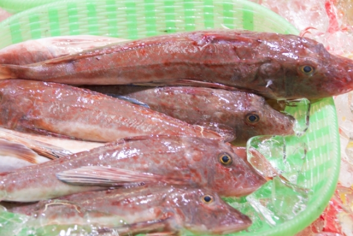 南知多産　小ほうぼう１籠（~14：00までの限定販売、即発送！）