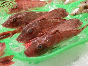 南知多産　小ほうぼう１籠（~14：00までの限定販売、即発送！）