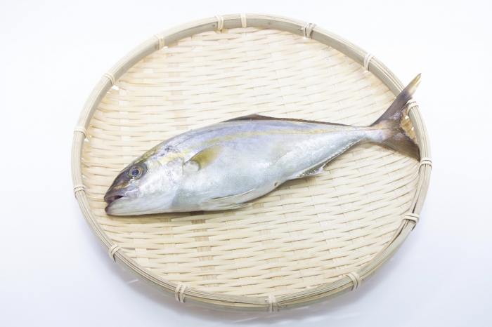 南知多産 シオ(カンパチの子)1尾