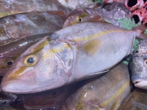 南知多産　シオ（カンパチの子）1尾