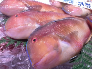 南知多産　テンス