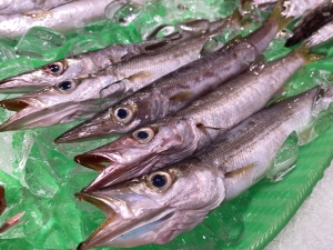 南知多産　小カマスかご盛り