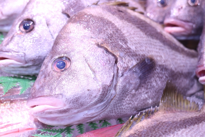 南知多産　活〆コショウ鯛1尾