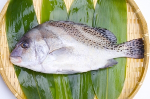 南知多産　活〆コショウ鯛1尾