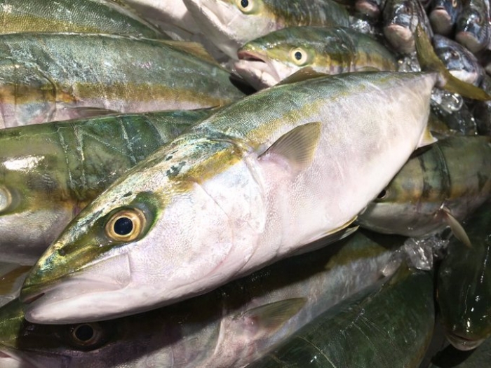 南知多産ツバス ~14:00までの限定販売、即発送!)