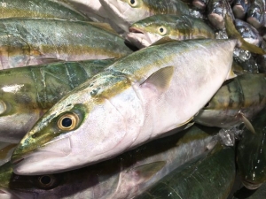 南知多産ツバス　~14：00までの限定販売、即発送！）