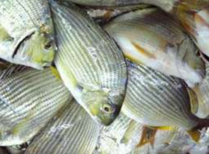 南知多産まなじ1かご ~14:00までの限定販売、即発送!)