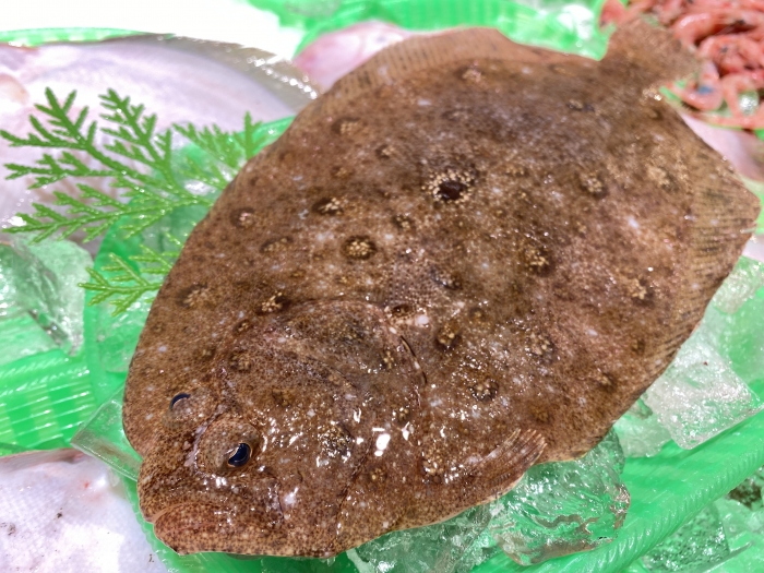 南知多産 バンガレイ1尾