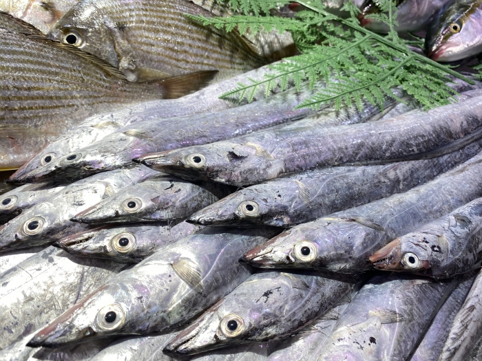 【F】魚好きが唸る、自家製干物セット（送料込み）★通販限定★