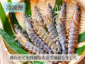 南知多産天然車海老1パック