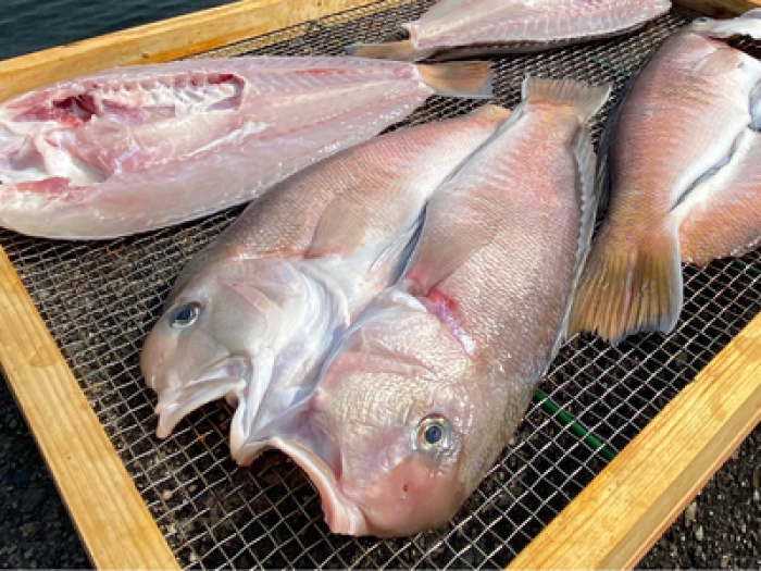 【激レア】南知多産　自家製★白甘鯛ひもの（特大）★