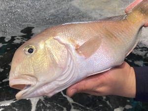 南知多産　白甘鯛1尾（~14：00までの限定販売、即発送！）