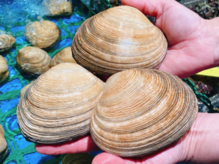 ★注意【1個】南知多産　活大アサリ（~14：00までの注文で当日発送！）価格高騰の為ごめんなさい