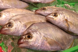 南知多産 平アジ（カイワリ）１かご（~14：00までの限定販売、即発送！）