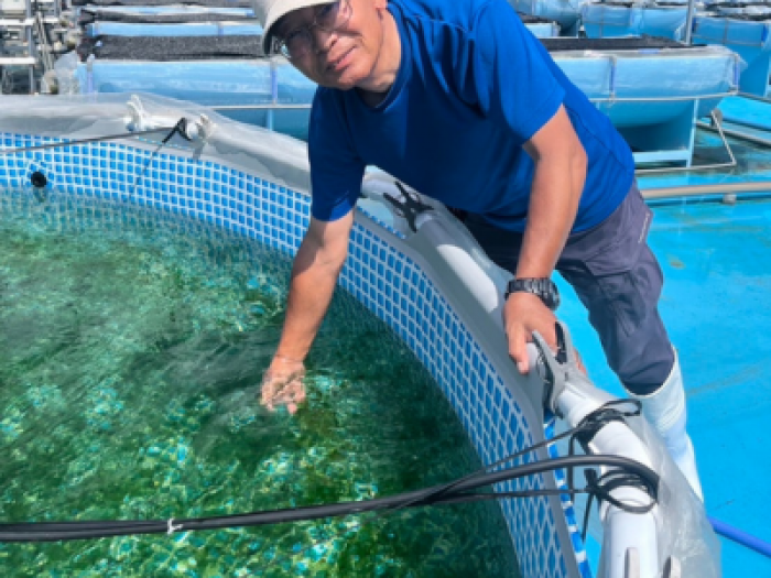 高級 すじ青のり