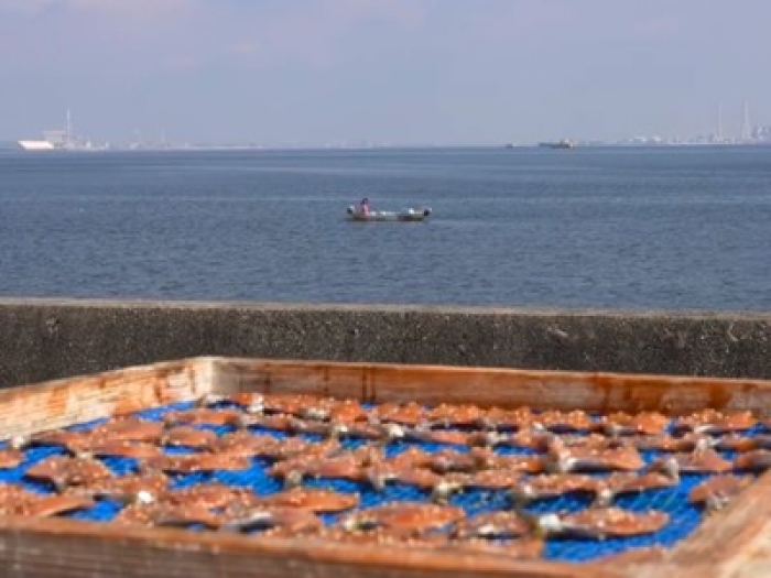 自家製　獲れたていわしみりん