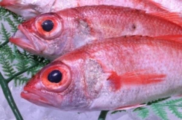超高級魚のどぐろ!でも南知多ではお値打ち!