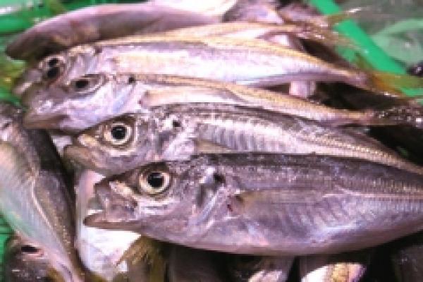 南知多産!豆鯵がお値打ち!