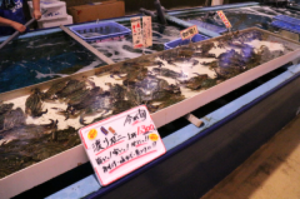 特大 活渡りがに!たくさん水揚げされました!お値打ち!