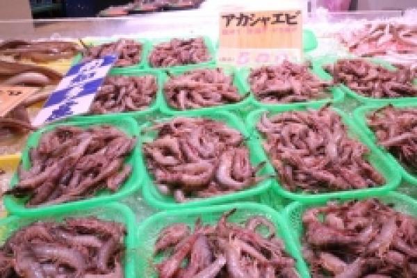 塩茹でサイズのあかしゃ海老!甘くて旨い!