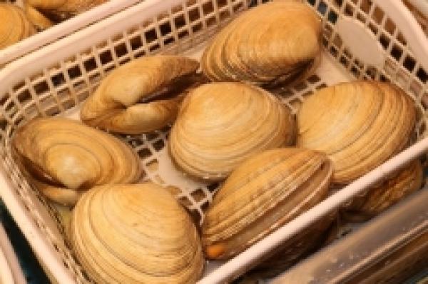 どこよりもお値打ち!南知多産大あさり!