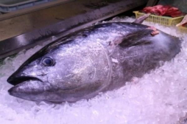 本日、「生まぐろ解体即売会」実施します!